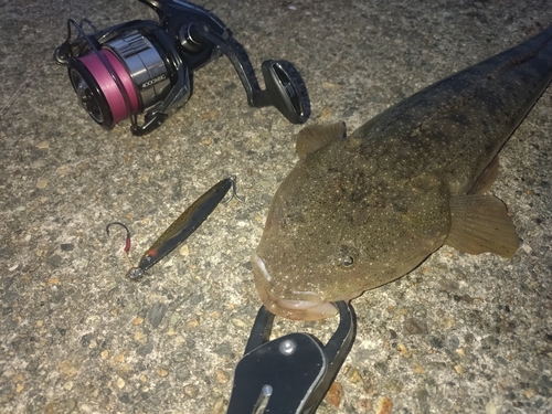 マゴチの釣果