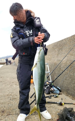 ブリの釣果