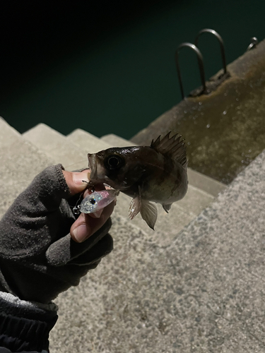 シロメバルの釣果