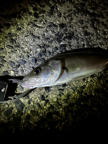 セイゴ（マルスズキ）の釣果