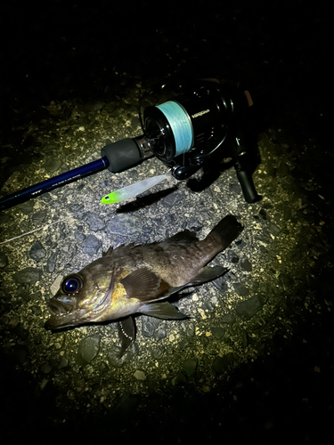 メバルの釣果