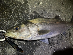 フッコ（マルスズキ）の釣果