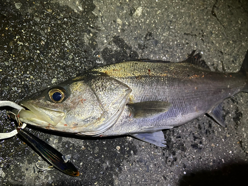 フッコ（マルスズキ）の釣果