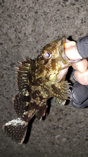 カサゴの釣果