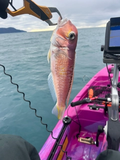 アマダイの釣果