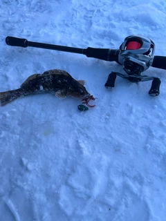 クロソイの釣果