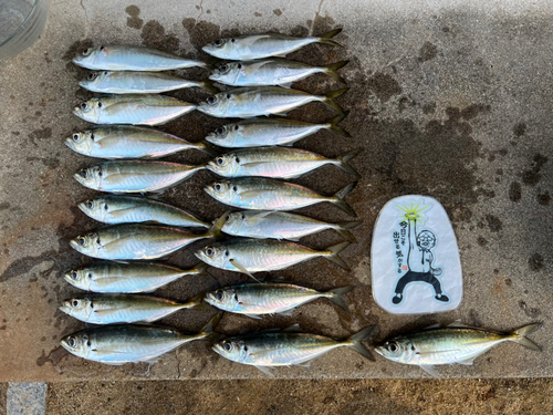 アジの釣果