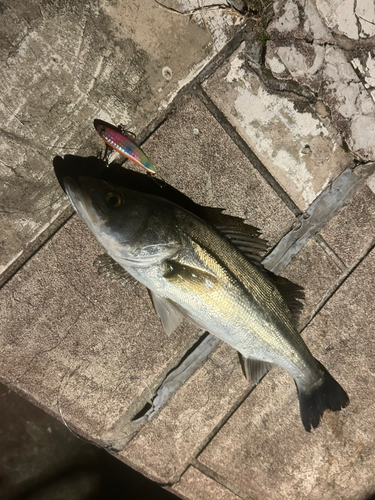 シーバスの釣果