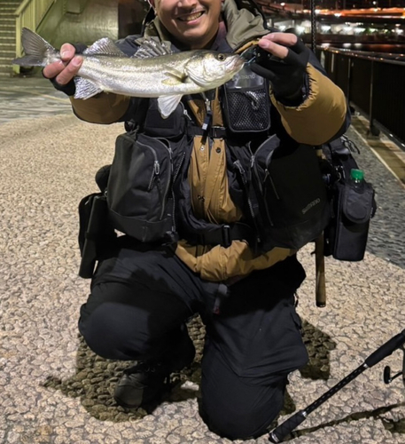 セイゴ（マルスズキ）の釣果