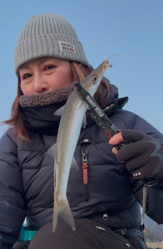 カマスの釣果