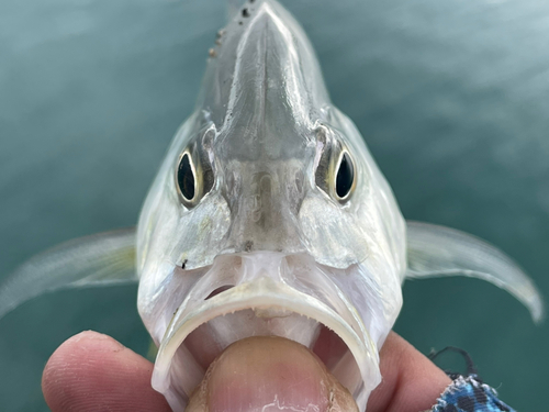 オニヒラアジの釣果