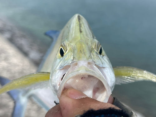 カスミアジの釣果