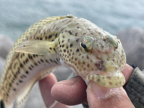 オグロトラギスの釣果