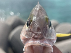 オキフエダイの釣果