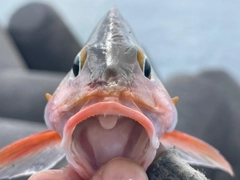 ヒメフエダイの釣果