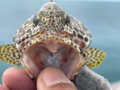 カンモンハタの釣果