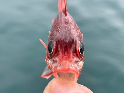 テリエビスの釣果