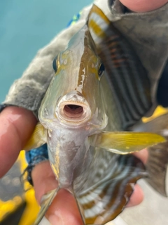 クロハギの釣果