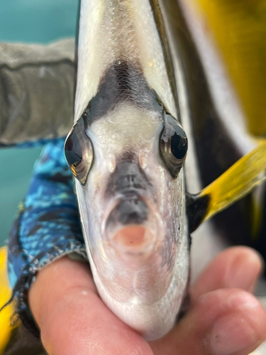 オニハタタテダイの釣果