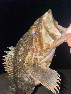 タケノコメバルの釣果