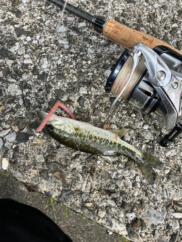 ブラックバスの釣果