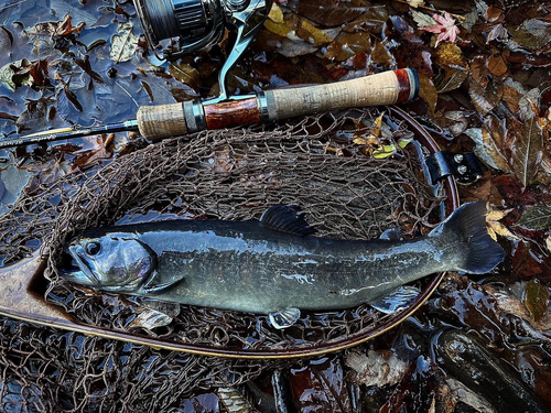 イワナの釣果