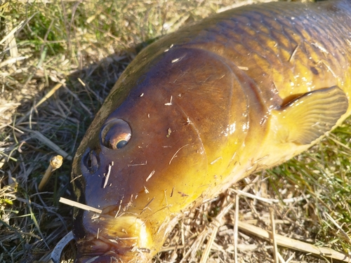 コイの釣果