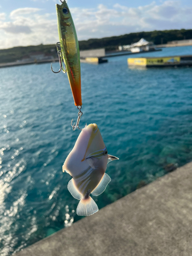 ムラサメモンガラの釣果