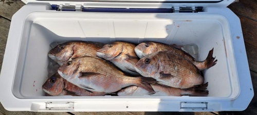 タイの釣果