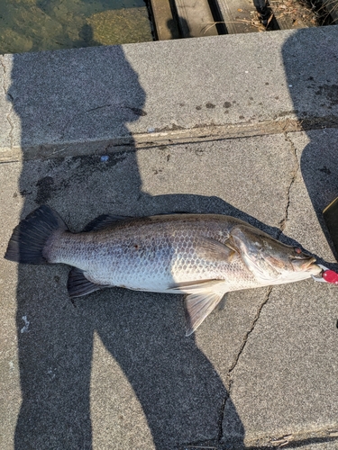 アカメの釣果