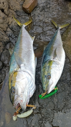 ブリの釣果