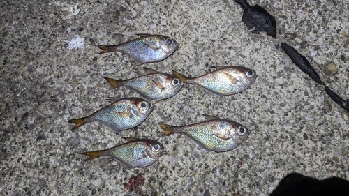 ミナミハタンポの釣果