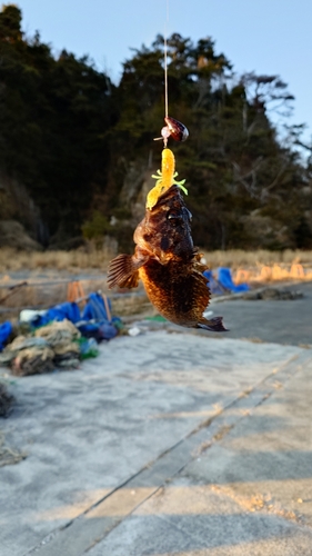 ムラソイの釣果