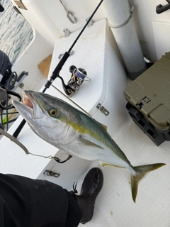 ハマチの釣果