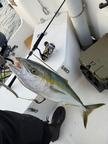 ハマチの釣果