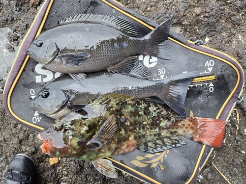 クチブトグレの釣果