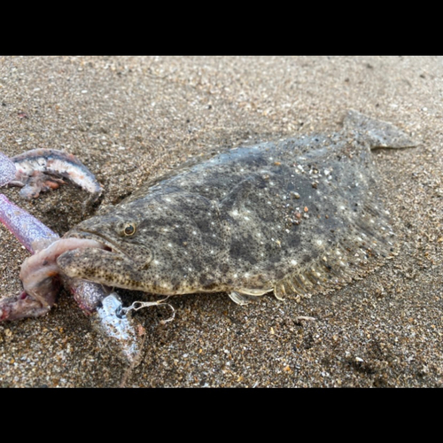 ソゲの釣果