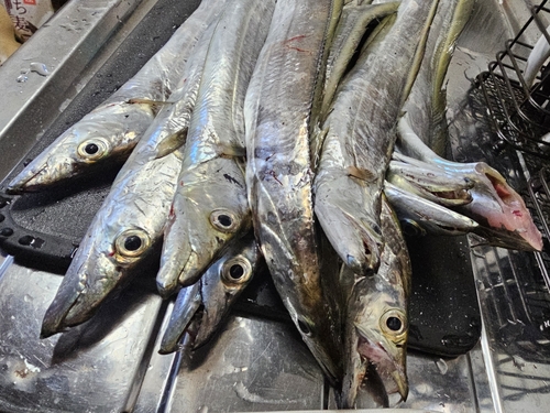 タチウオの釣果