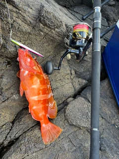 アカハタの釣果