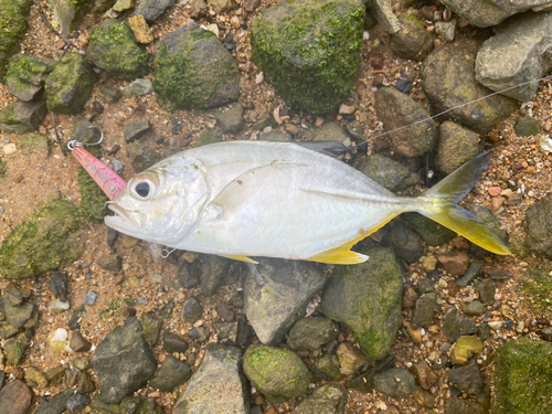 メッキの釣果