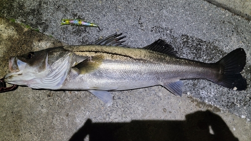 スズキの釣果