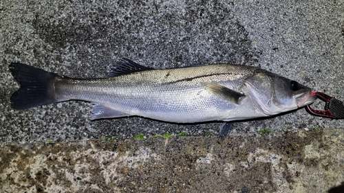 スズキの釣果