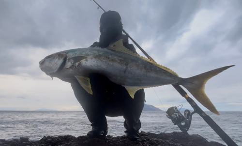 ヒラマサの釣果