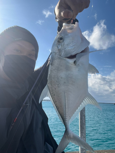 ガーラの釣果