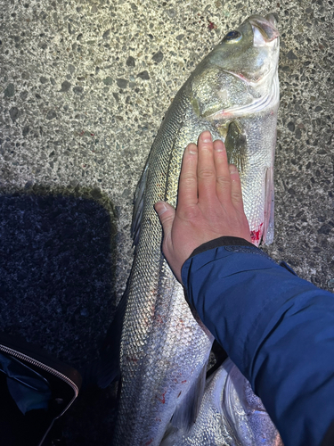 スズキの釣果