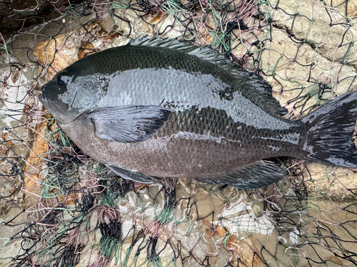 メジナの釣果