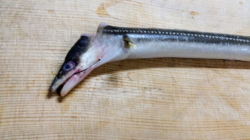 アナゴの釣果