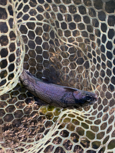 ニジマスの釣果