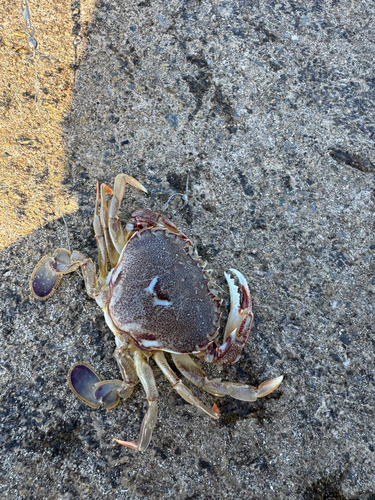 カニの釣果