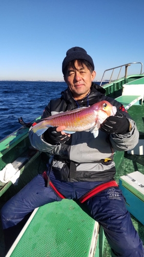 アマダイの釣果